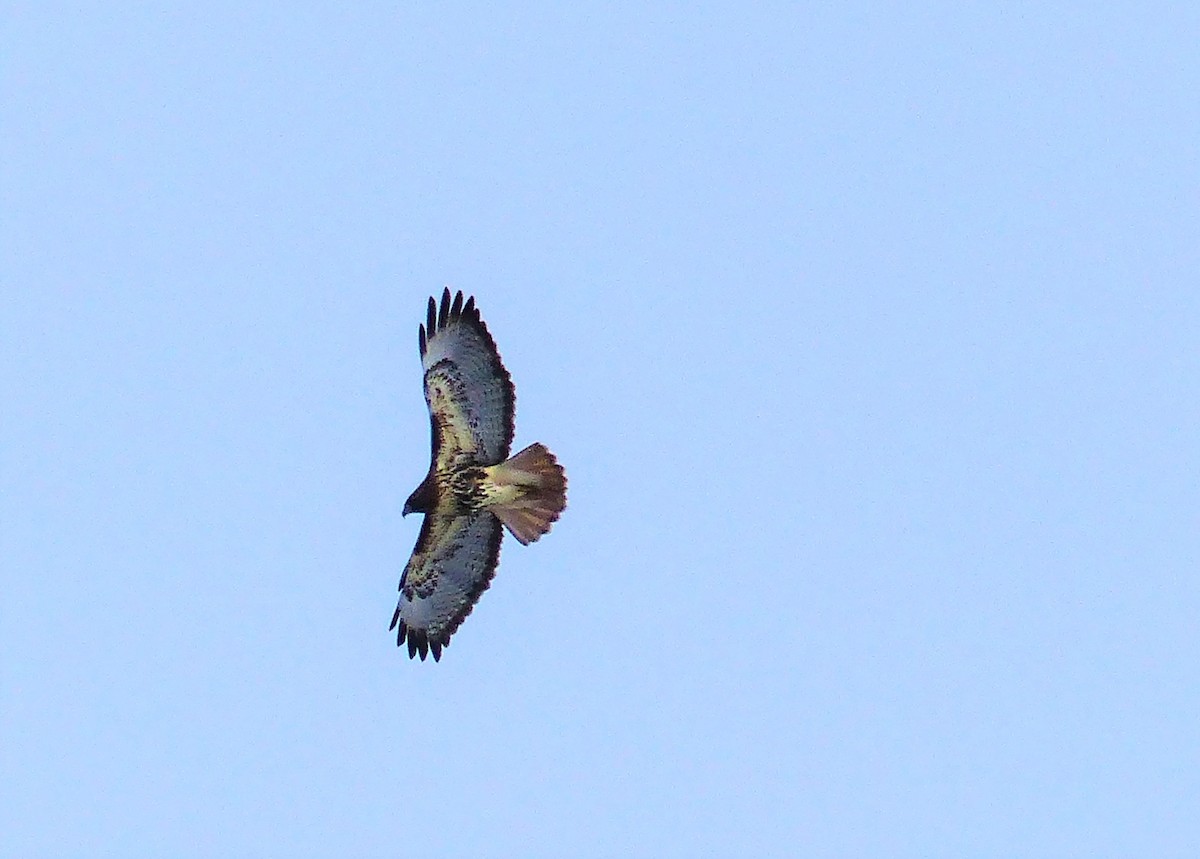 Red-tailed Hawk - ML614948246