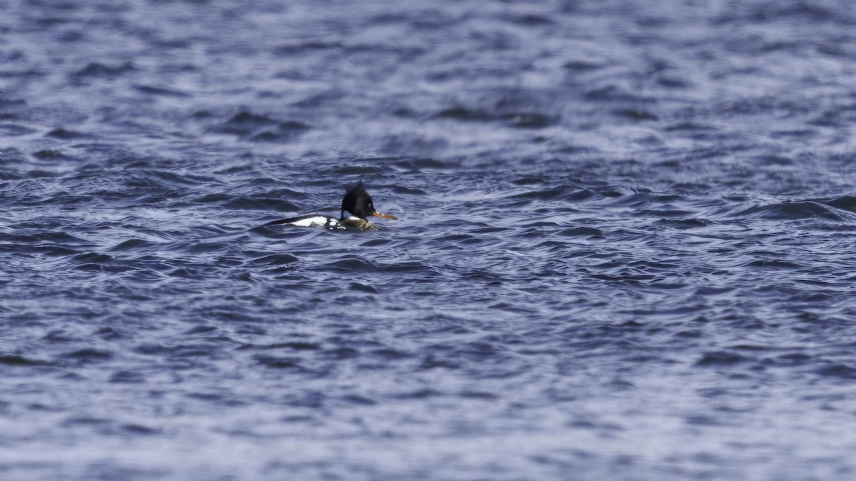 Red-breasted Merganser - ML614948247