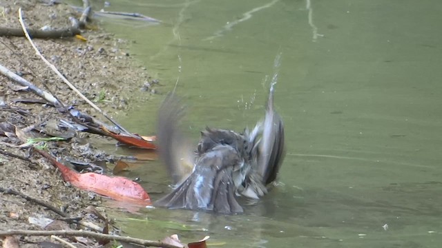 Creamy-bellied Thrush - ML614948291