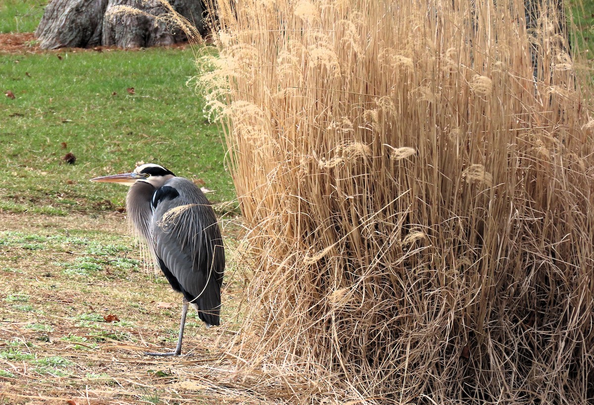 Great Blue Heron - ML614948292