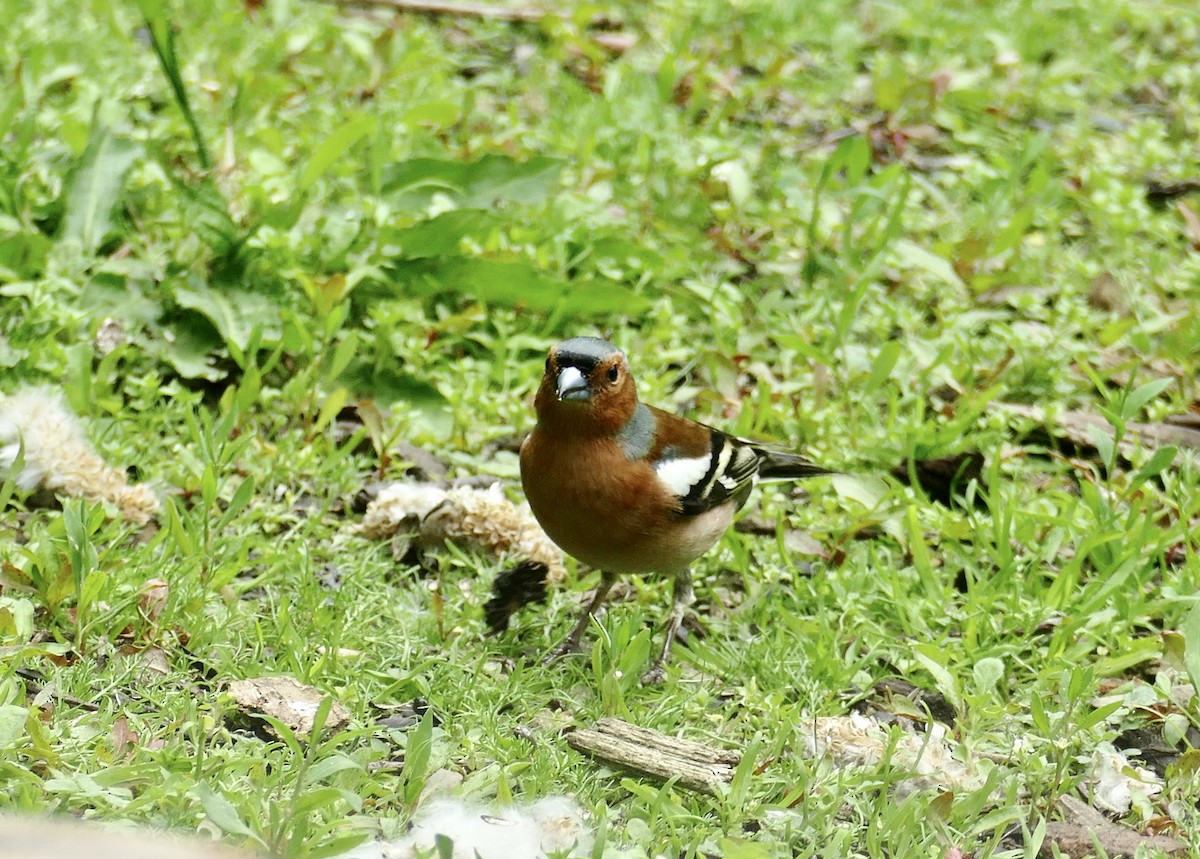 Common Chaffinch - Kelly Ormesher