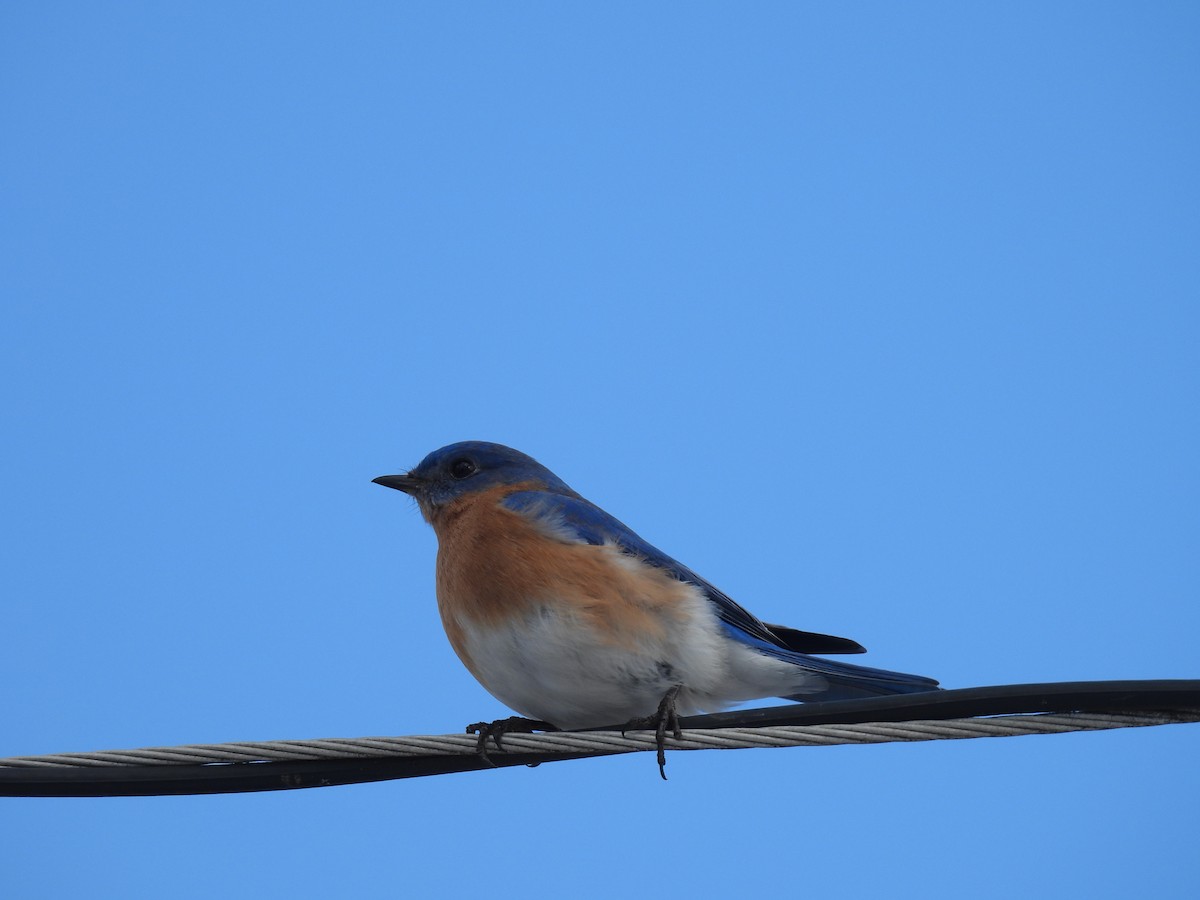 Eastern Bluebird - ML614948316