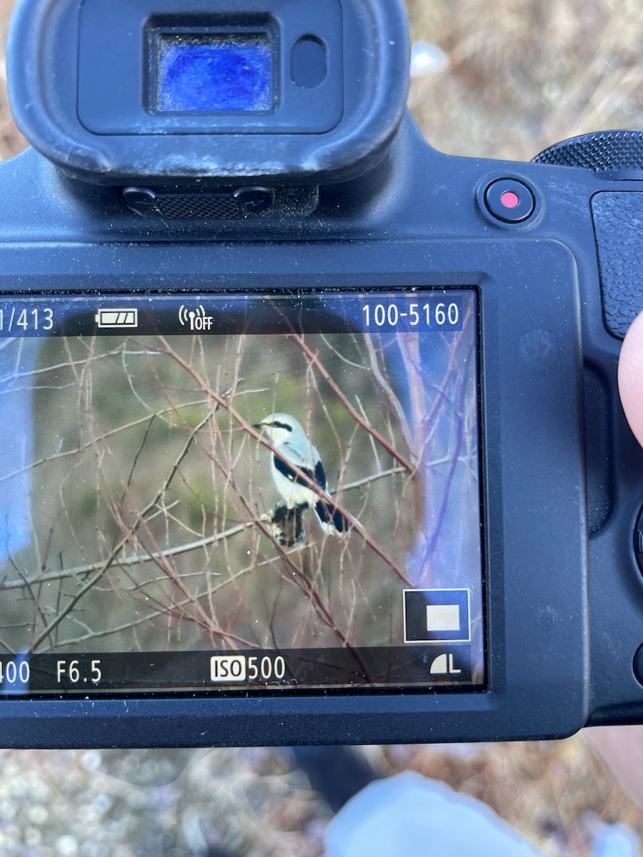 Alcaudón Boreal - ML614948317