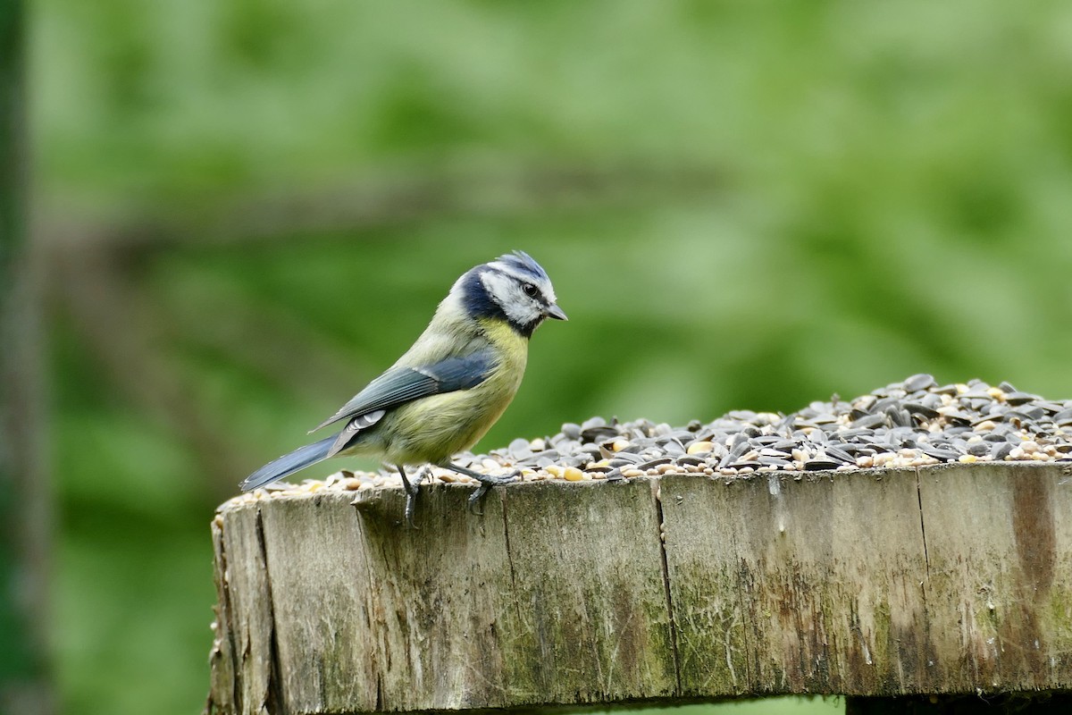 Eurasian Blue Tit - ML614948341