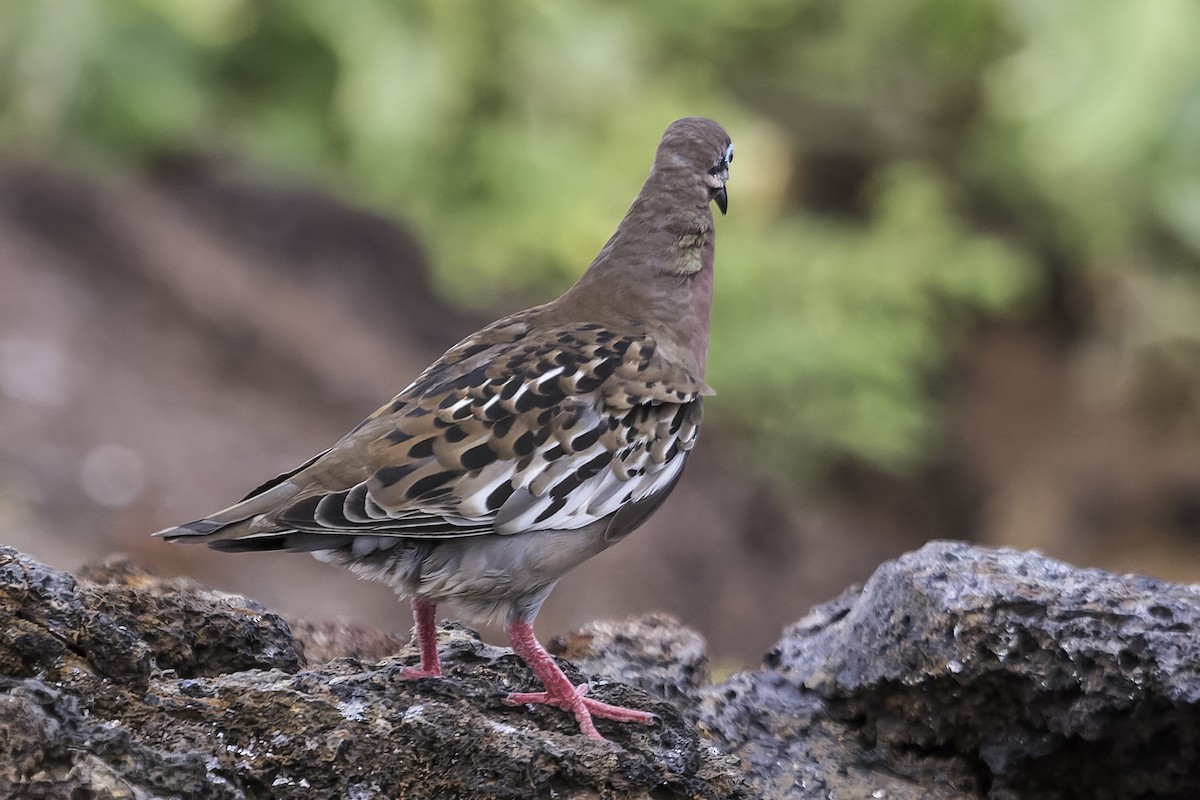 Tourterelle des Galapagos - ML614948360