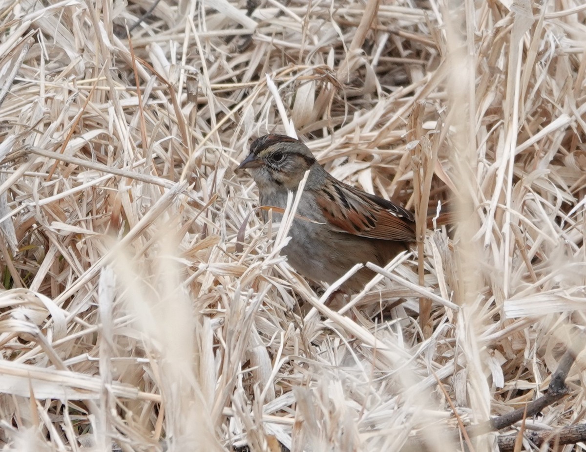 Swamp Sparrow - ML614948362