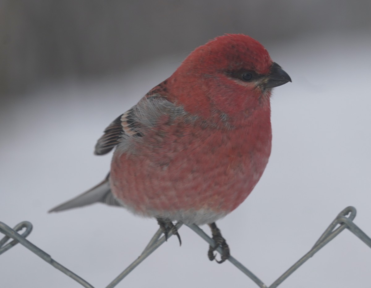 Pine Grosbeak - Greg Danner