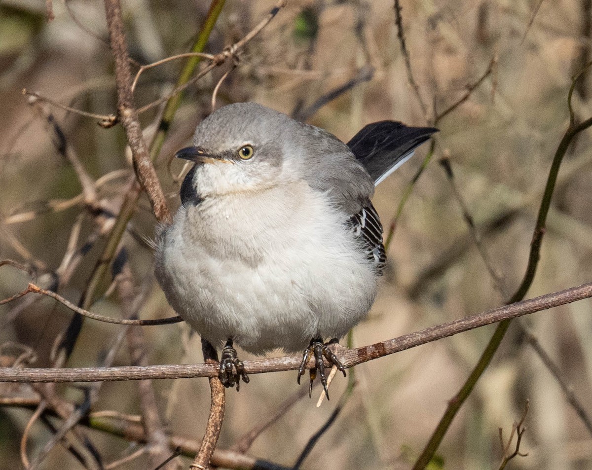Northern Mockingbird - ML614948400