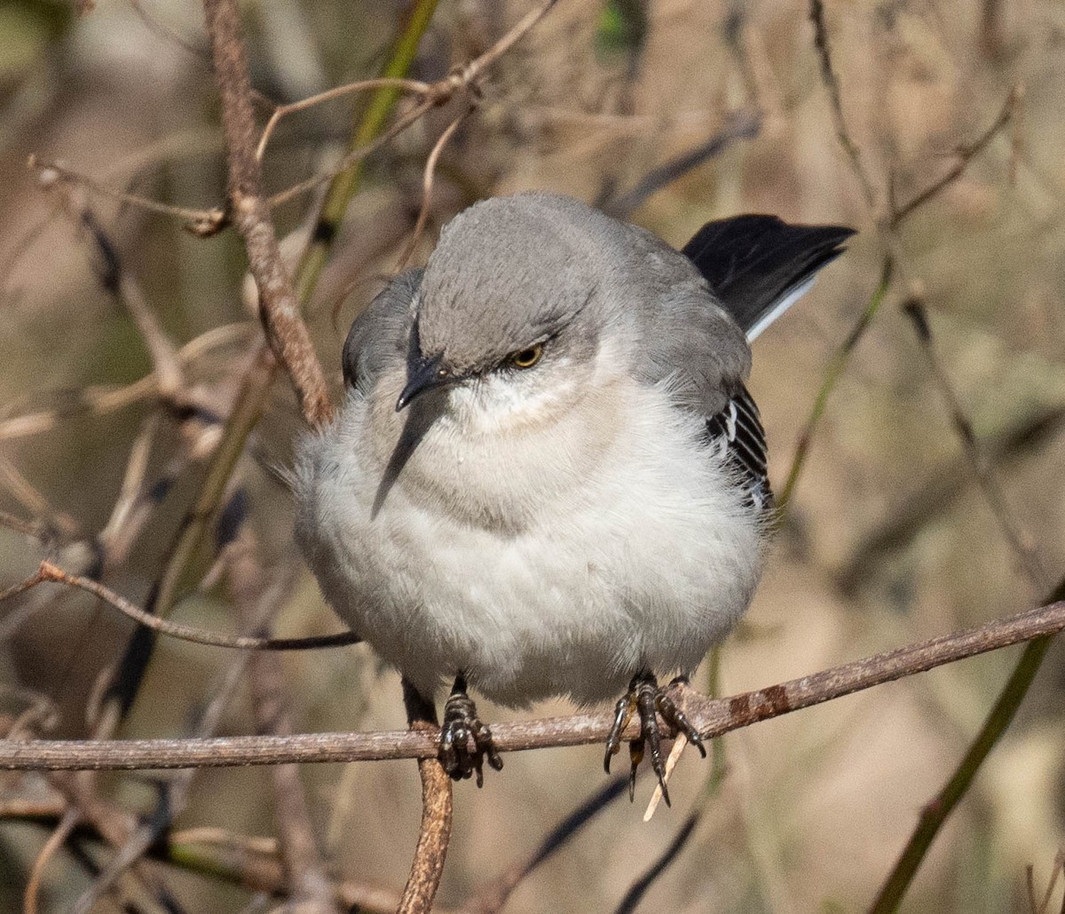 Northern Mockingbird - ML614948401