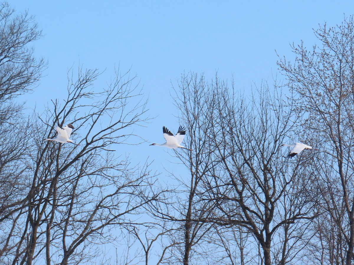 Whooping Crane - ML614948421