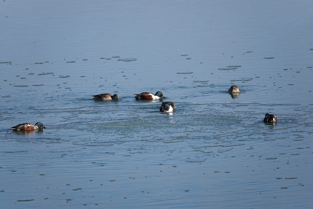 Northern Shoveler - Rene Laubach