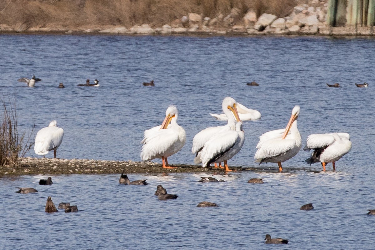 American White Pelican - ML614948550