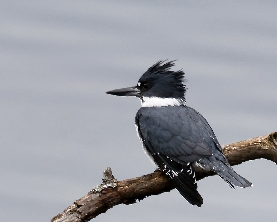 Belted Kingfisher - ML614948584