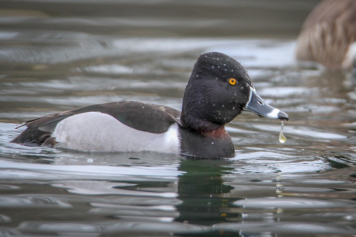 Ring-necked Duck - Denise Hargrove