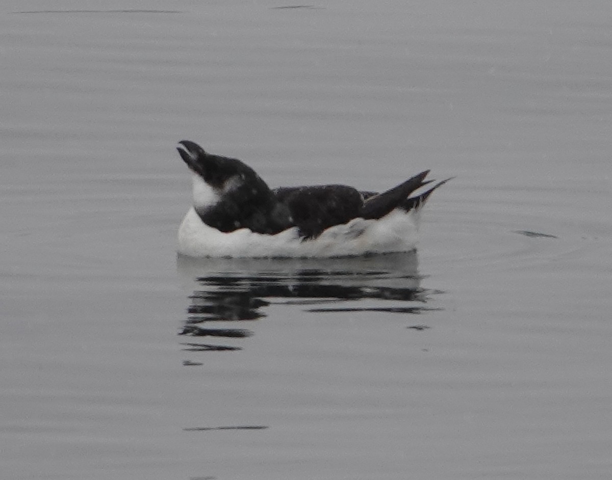 Razorbill - ML614948632