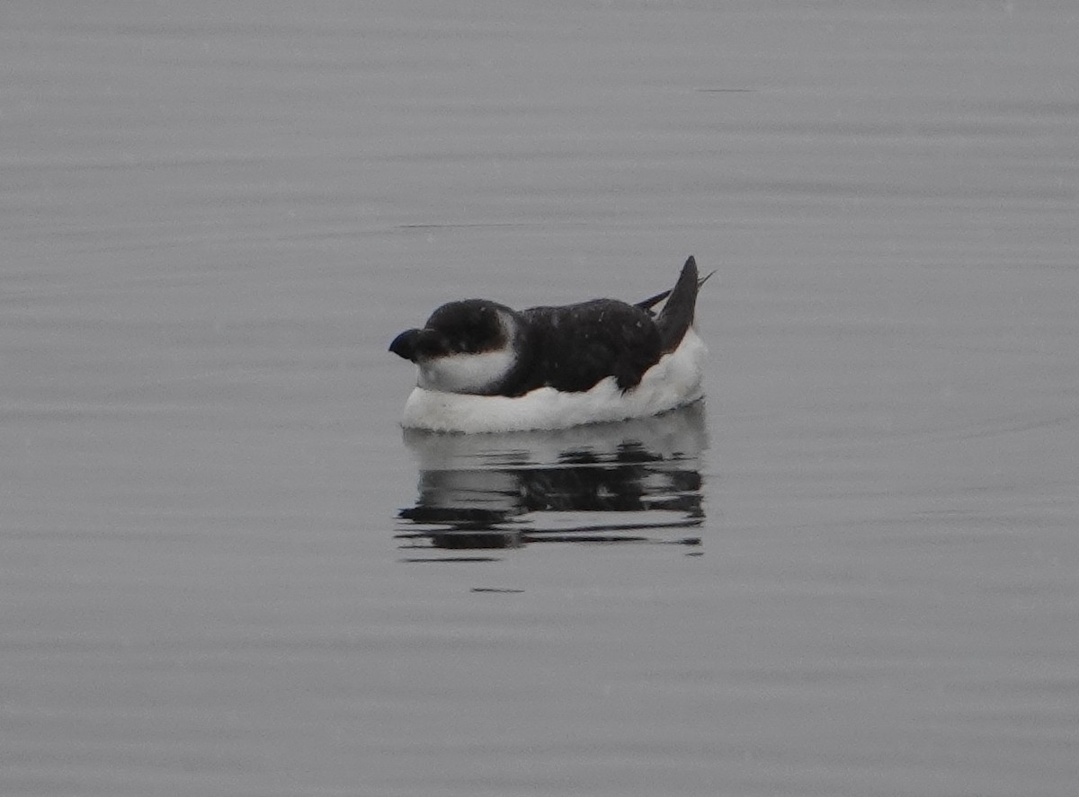 Razorbill - ML614948634