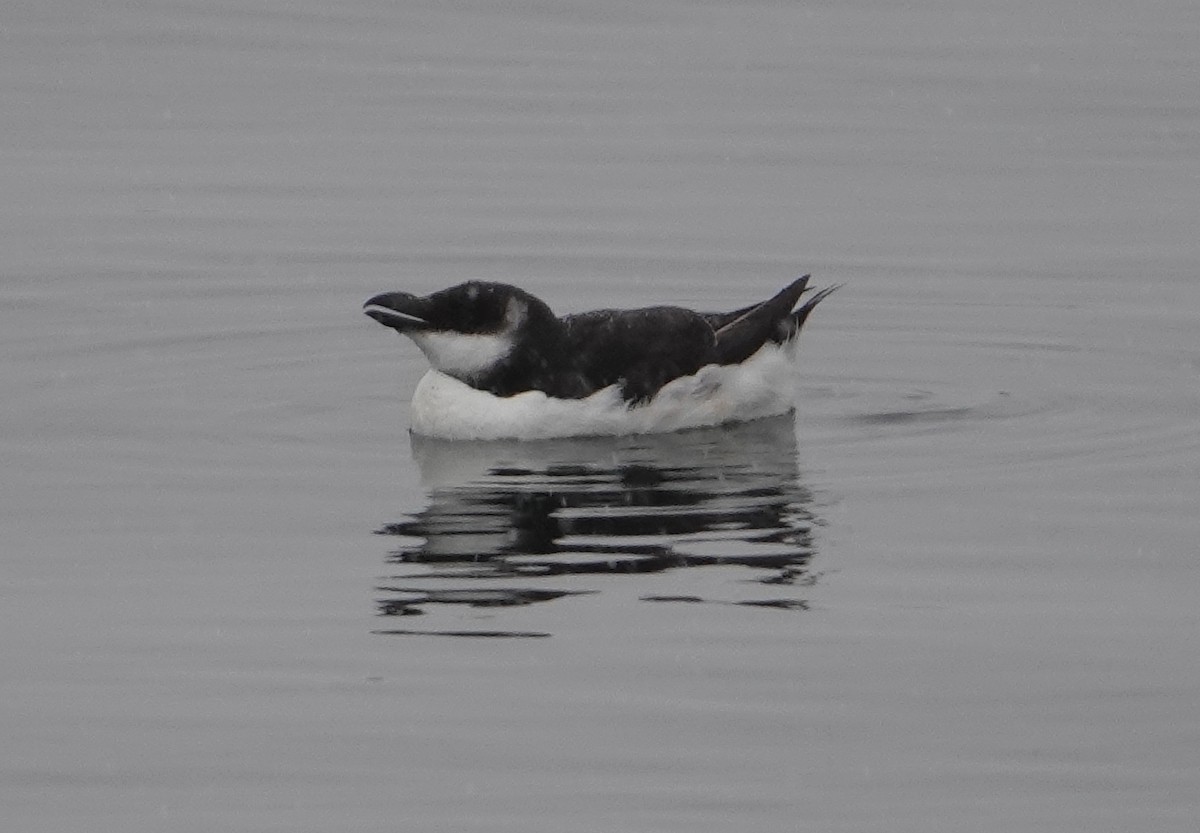 Razorbill - ML614948635