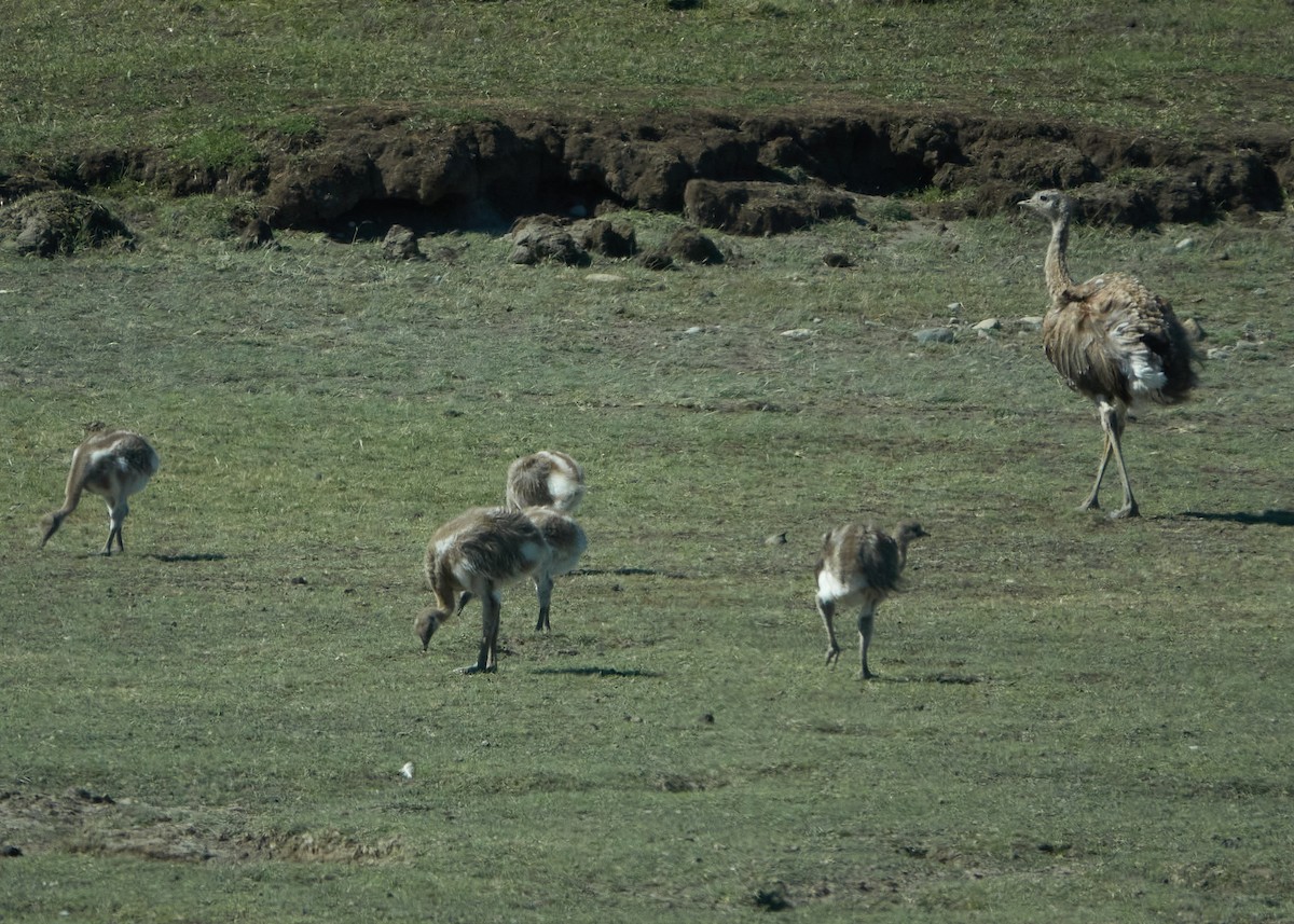 Lesser Rhea - ML614948674