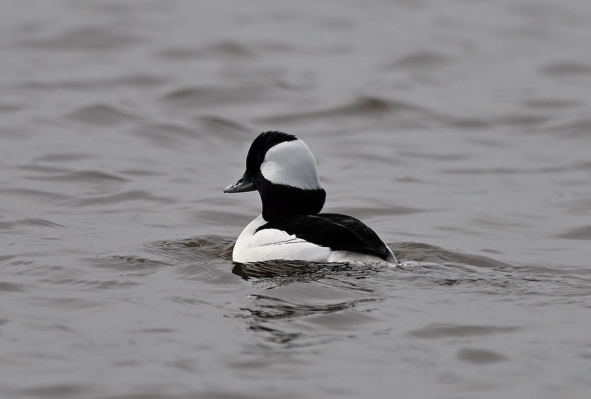 Bufflehead - ML614948702