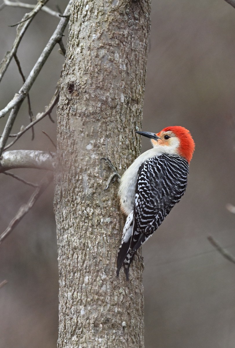 Red-bellied Woodpecker - ML614948733