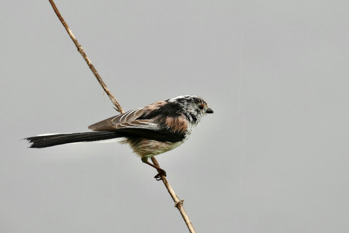 Long-tailed Tit - ML614948750