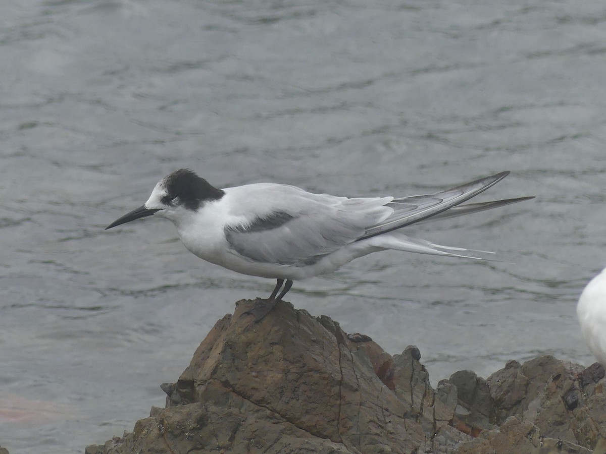 Common Tern - ML614948800