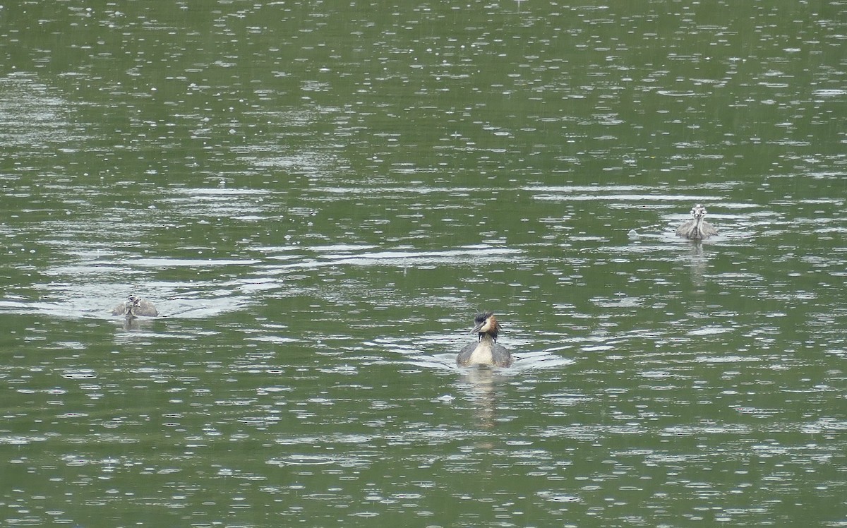 Great Crested Grebe - Kelly Ormesher