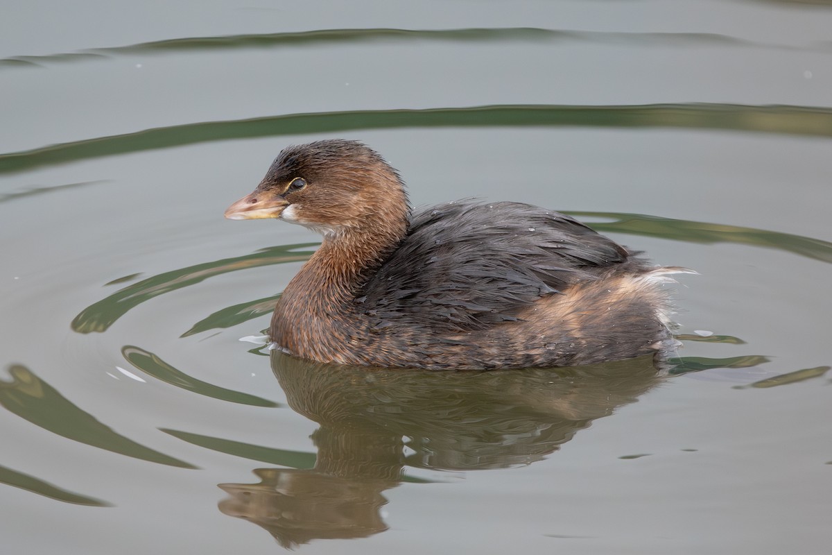 Pied-billed Grebe - ML614948871