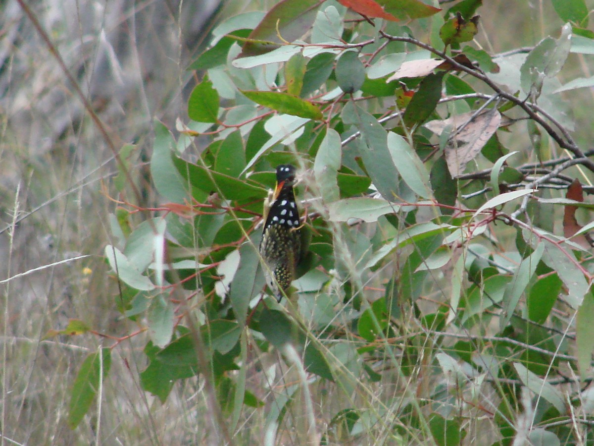 Pardalote Moteado - ML614948945