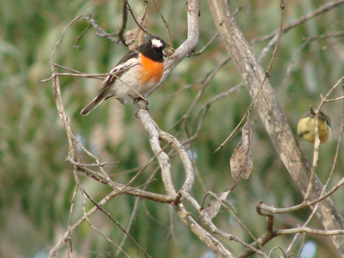 Scarlet Robin - Andrew Bishop