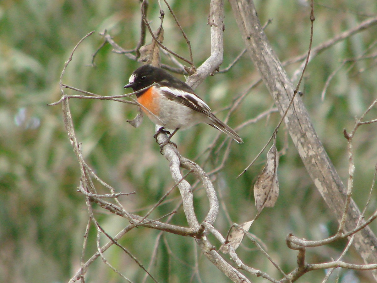 Scarlet Robin - ML614948966