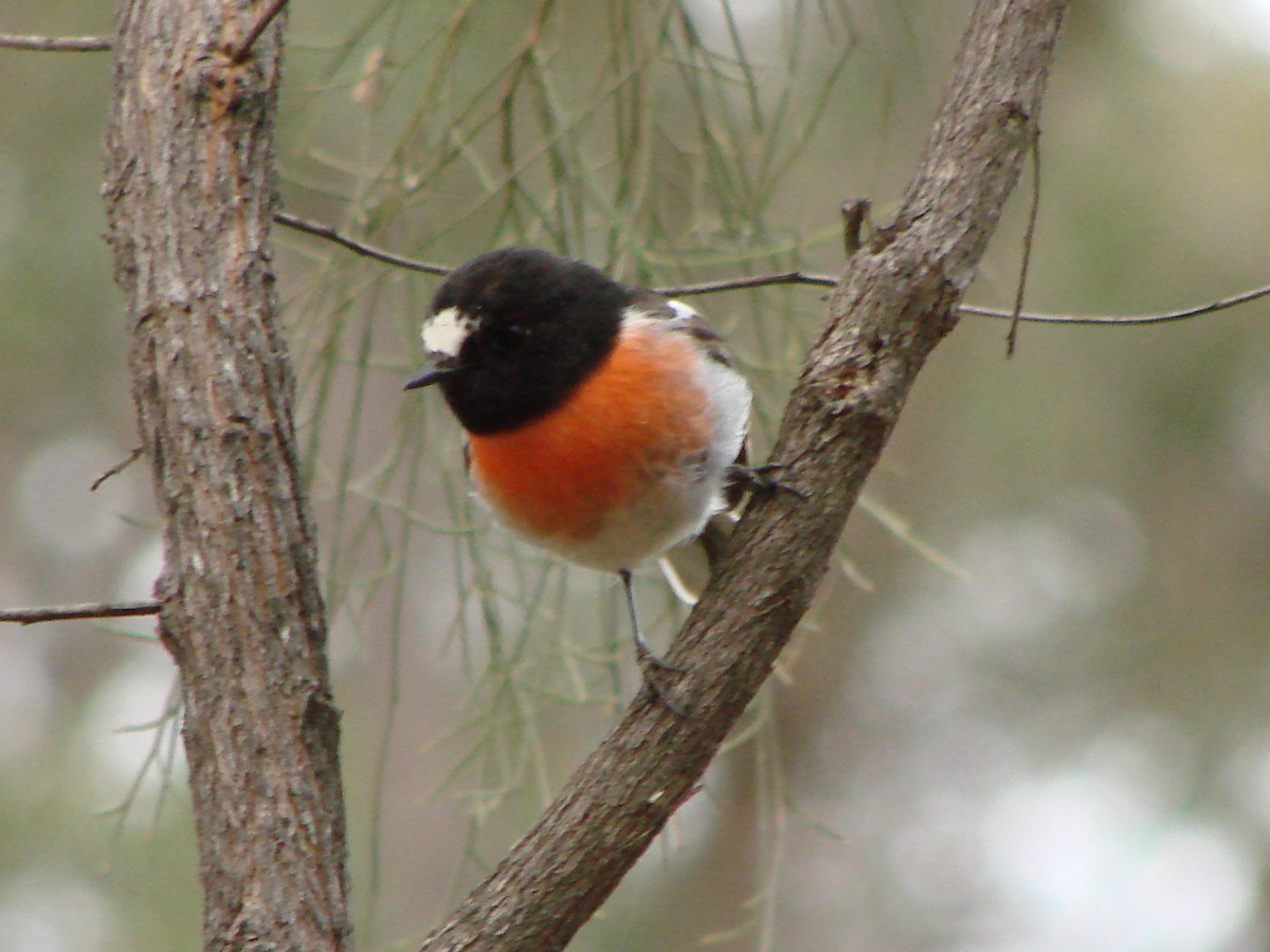 Scarlet Robin - Andrew Bishop