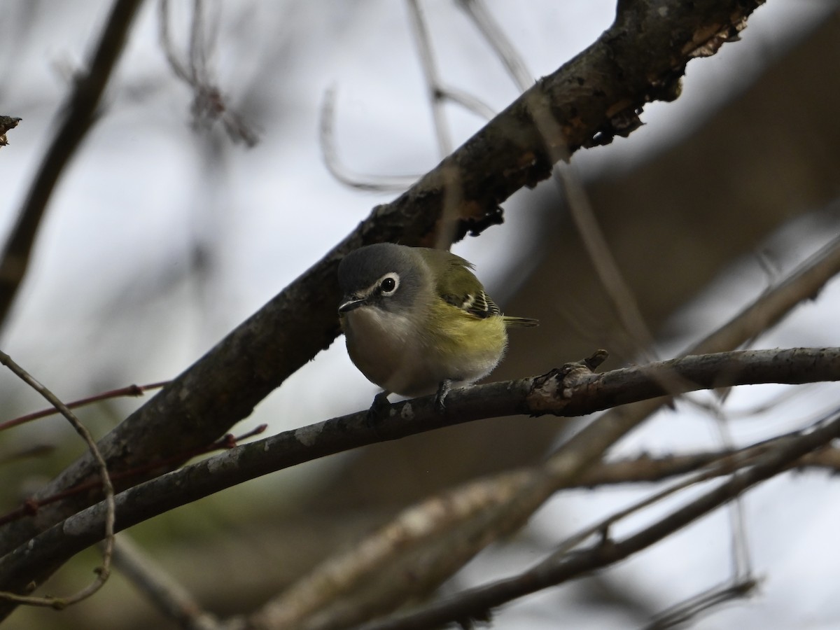 Blue-headed Vireo - William Woody