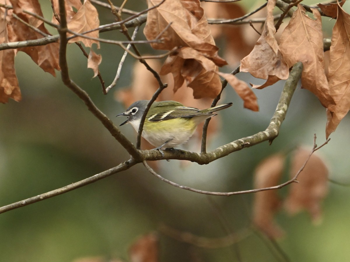 Blue-headed Vireo - ML614949001