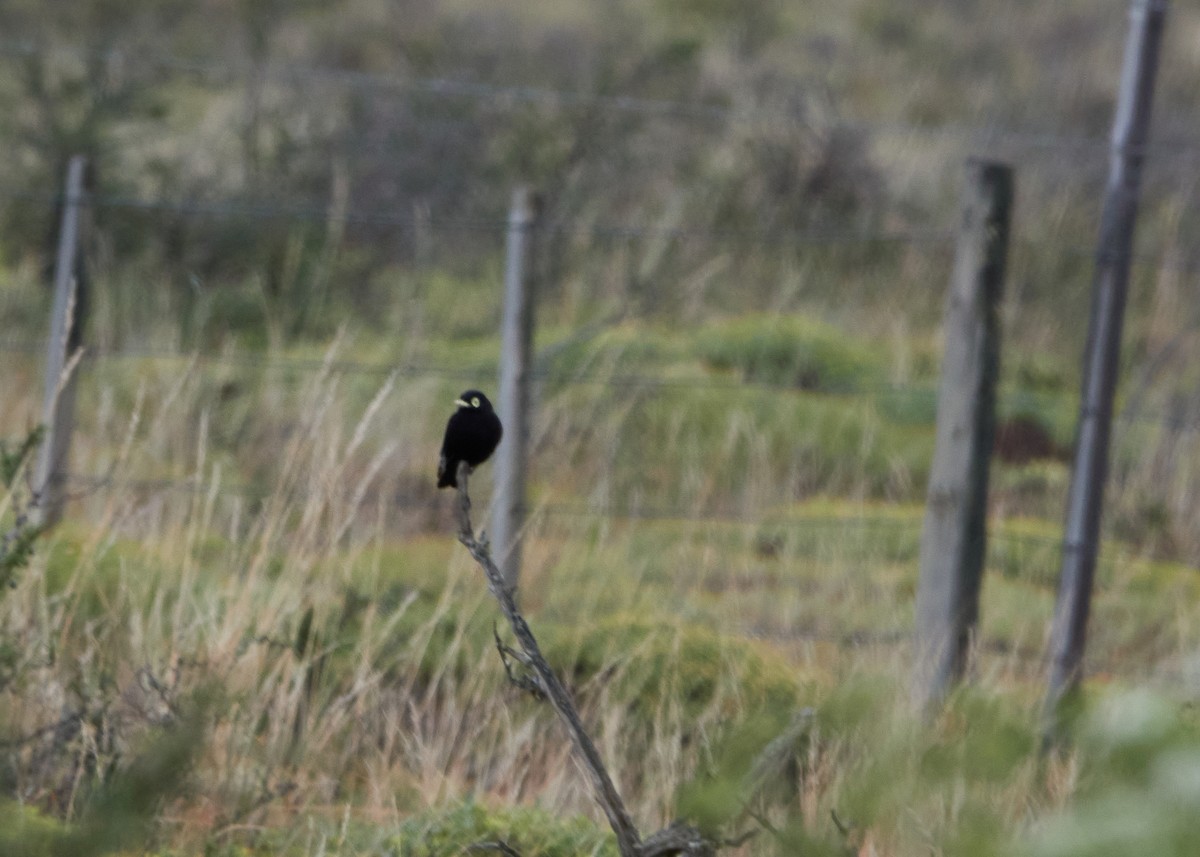 Spectacled Tyrant - Evan Thomas