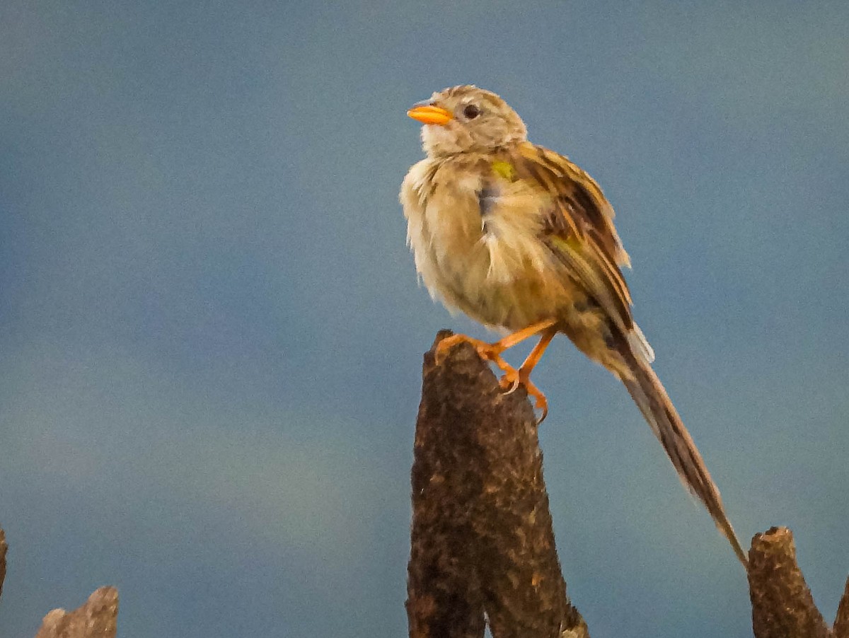 Pale-throated Pampa-Finch - José Silvestre Vieira