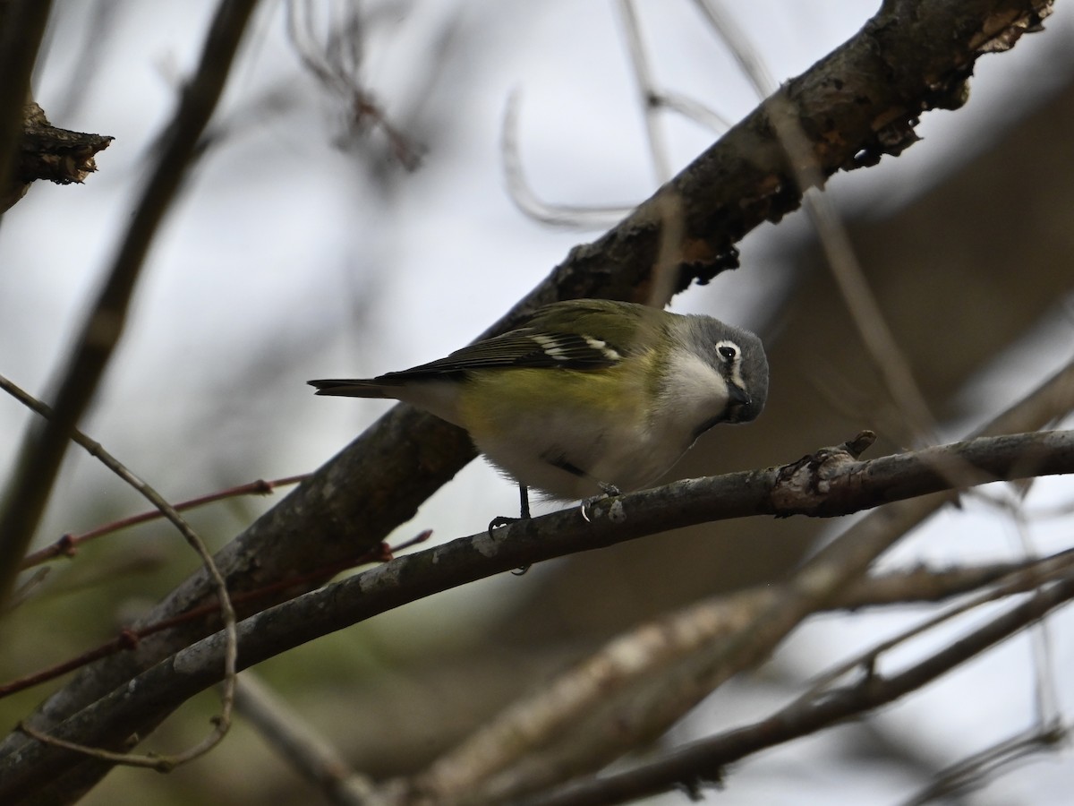 Blue-headed Vireo - ML614949011