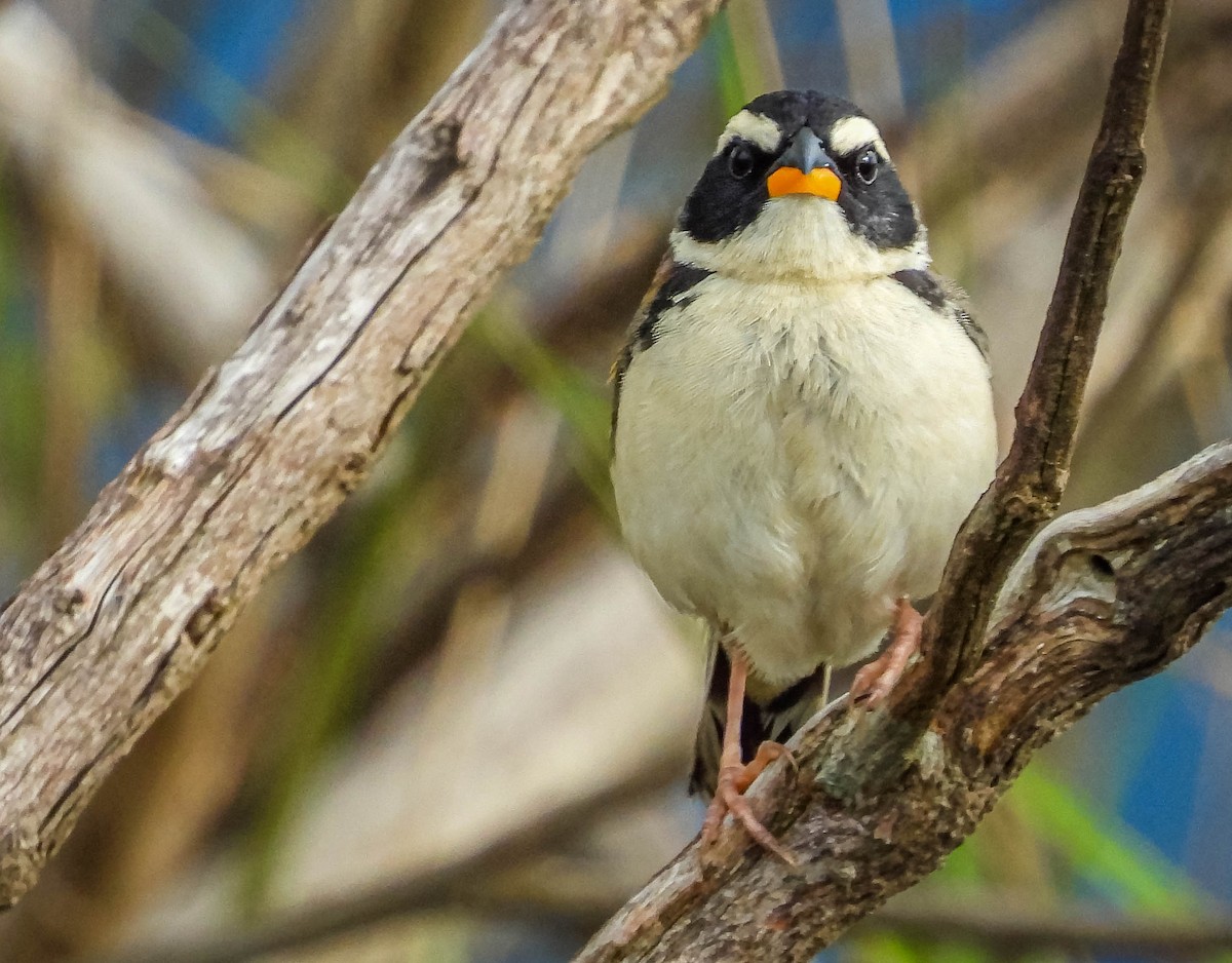 Black-masked Finch - José Silvestre Vieira