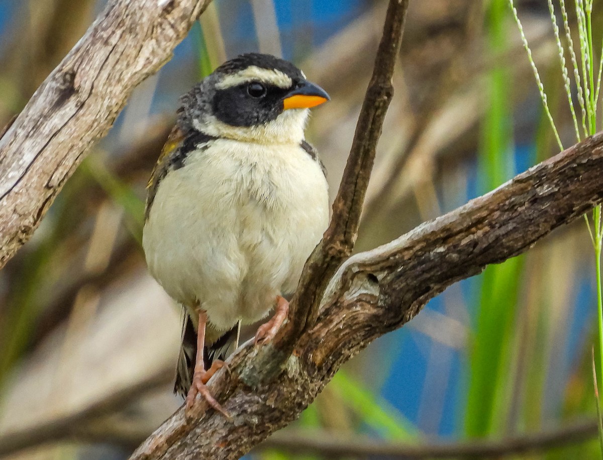 Black-masked Finch - ML614949026