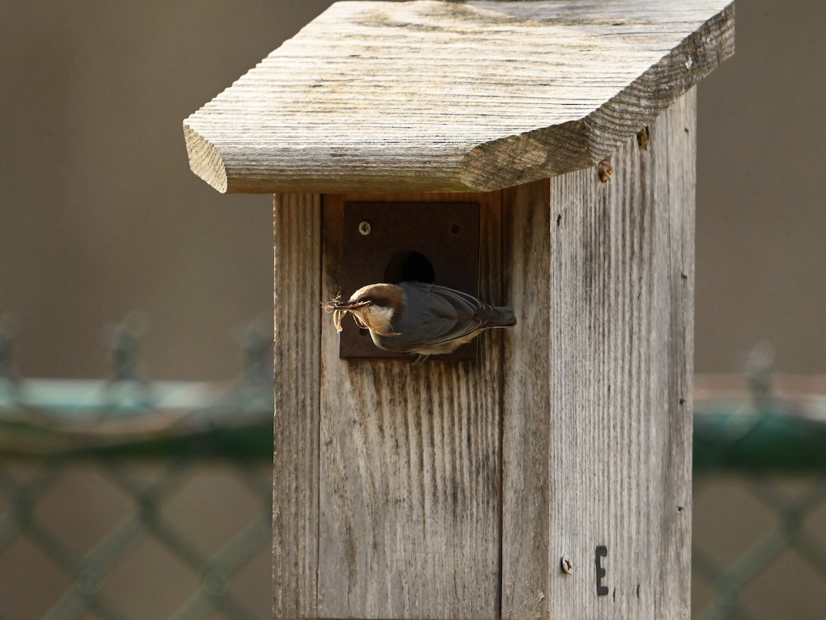 Brown-headed Nuthatch - William Woody