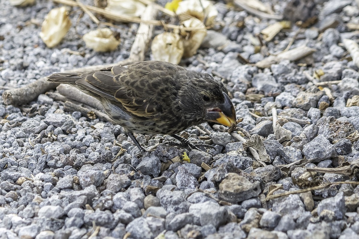 Large Ground-Finch - Doug Bryant