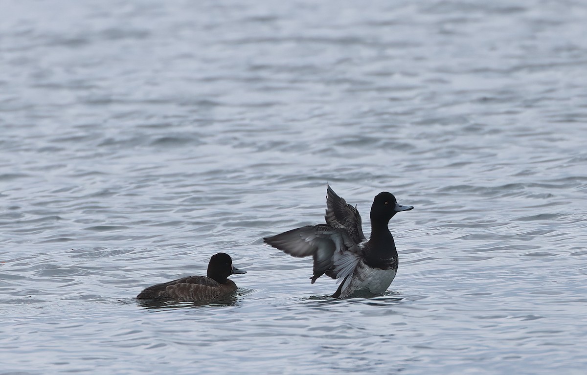 Lesser Scaup - Peter Schreck