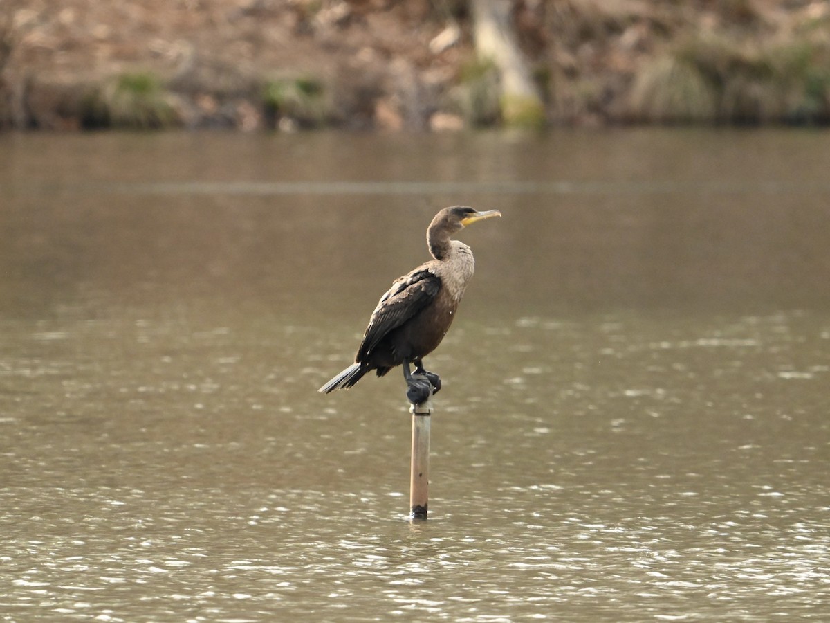 Double-crested Cormorant - ML614949091