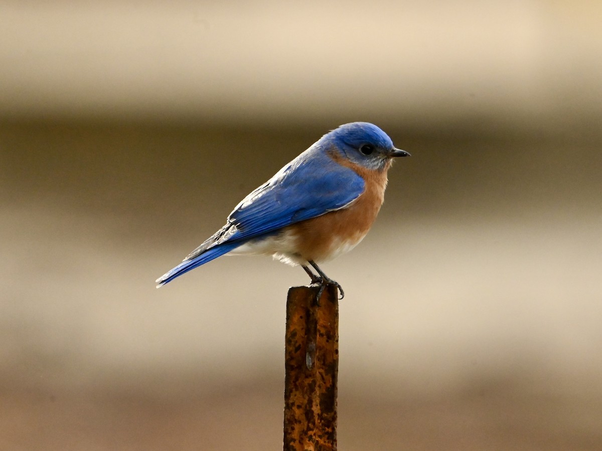 Eastern Bluebird - William Woody