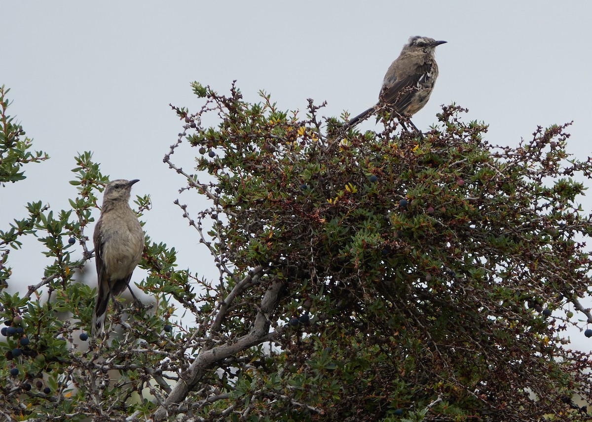 Patagonian Mockingbird - ML614949116