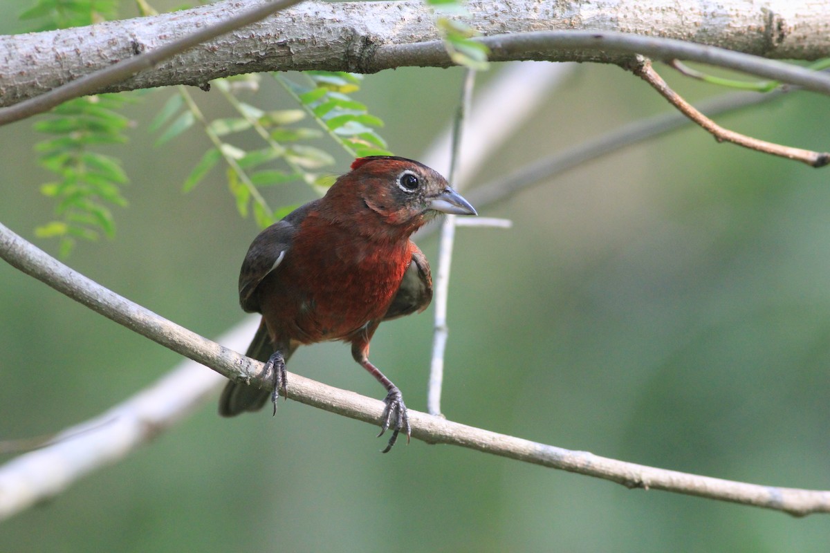 Red-crested Finch - Thad Roller