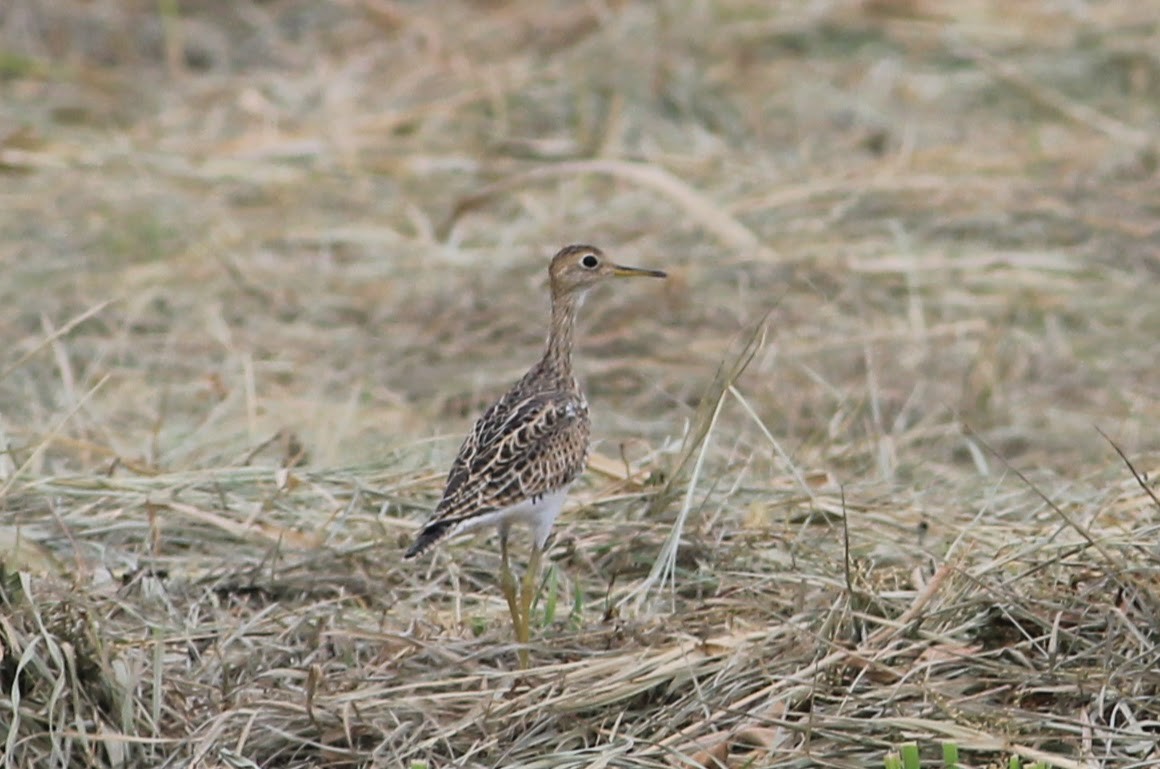 Upland Sandpiper - Thad Roller