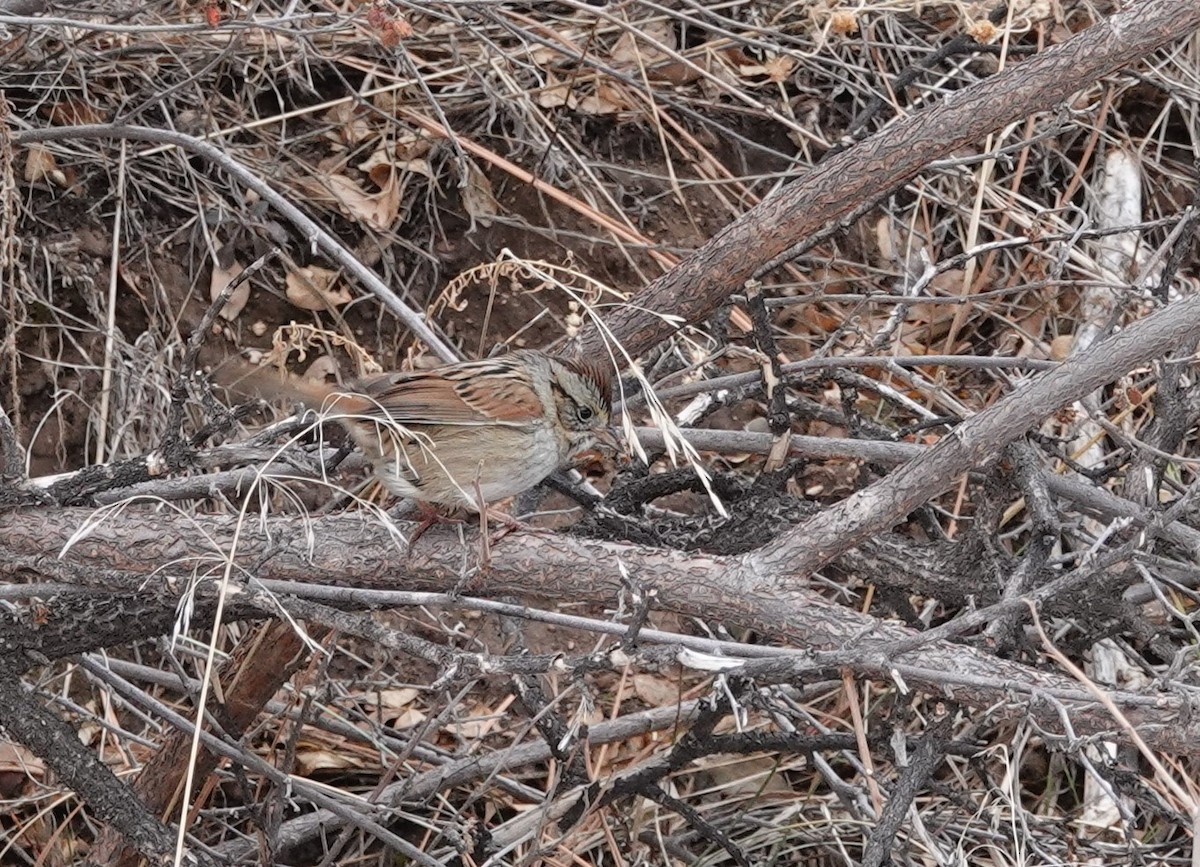 Swamp Sparrow - ML614949169