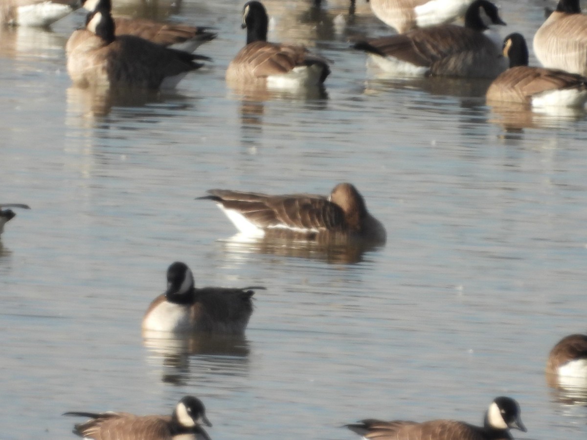 Greater White-fronted Goose - ML614949171