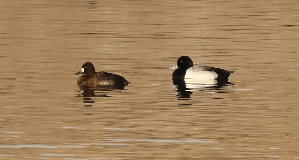 Greater Scaup - ML614949191